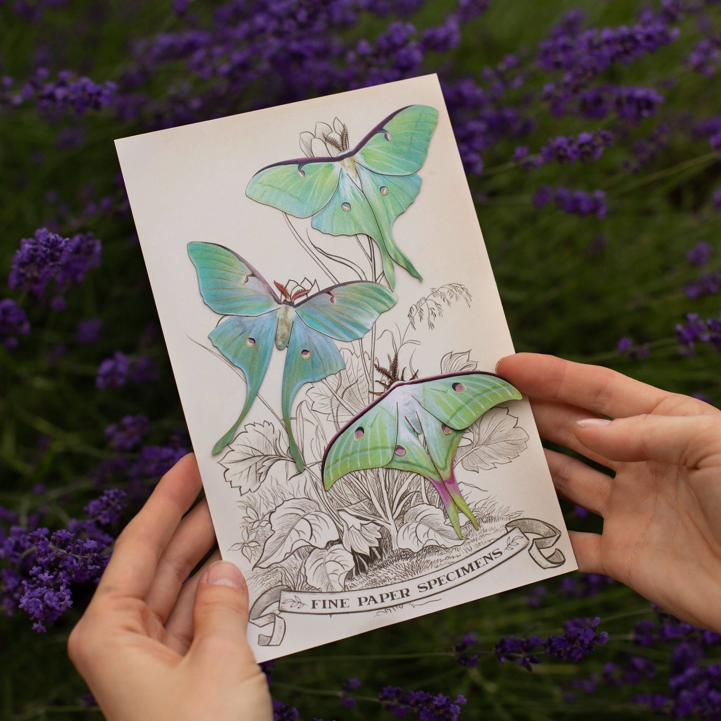 Moonwake Luna Moth Collection - 3 Piece Set