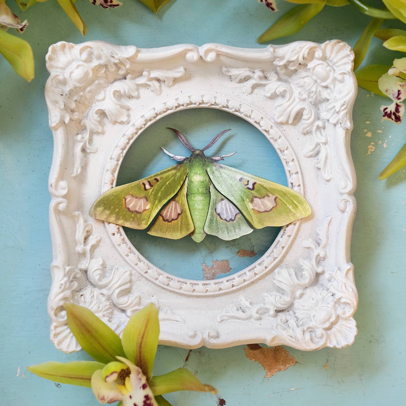 Limelight Moth Collection - 3 Piece Set