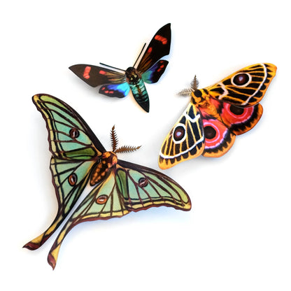 'Jade' Spanish Moon Moth Set