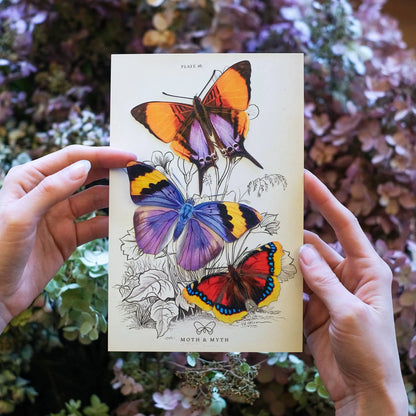 'Sunrise' Butterfly Set