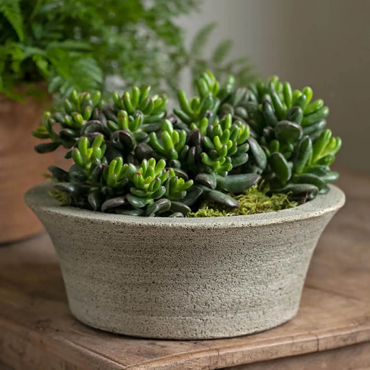 Campania Bulb Planter