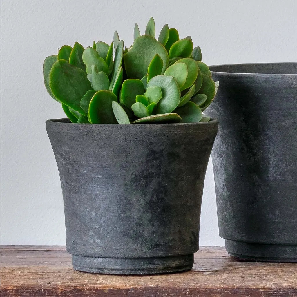 Campania Cloche Planter - Terrace