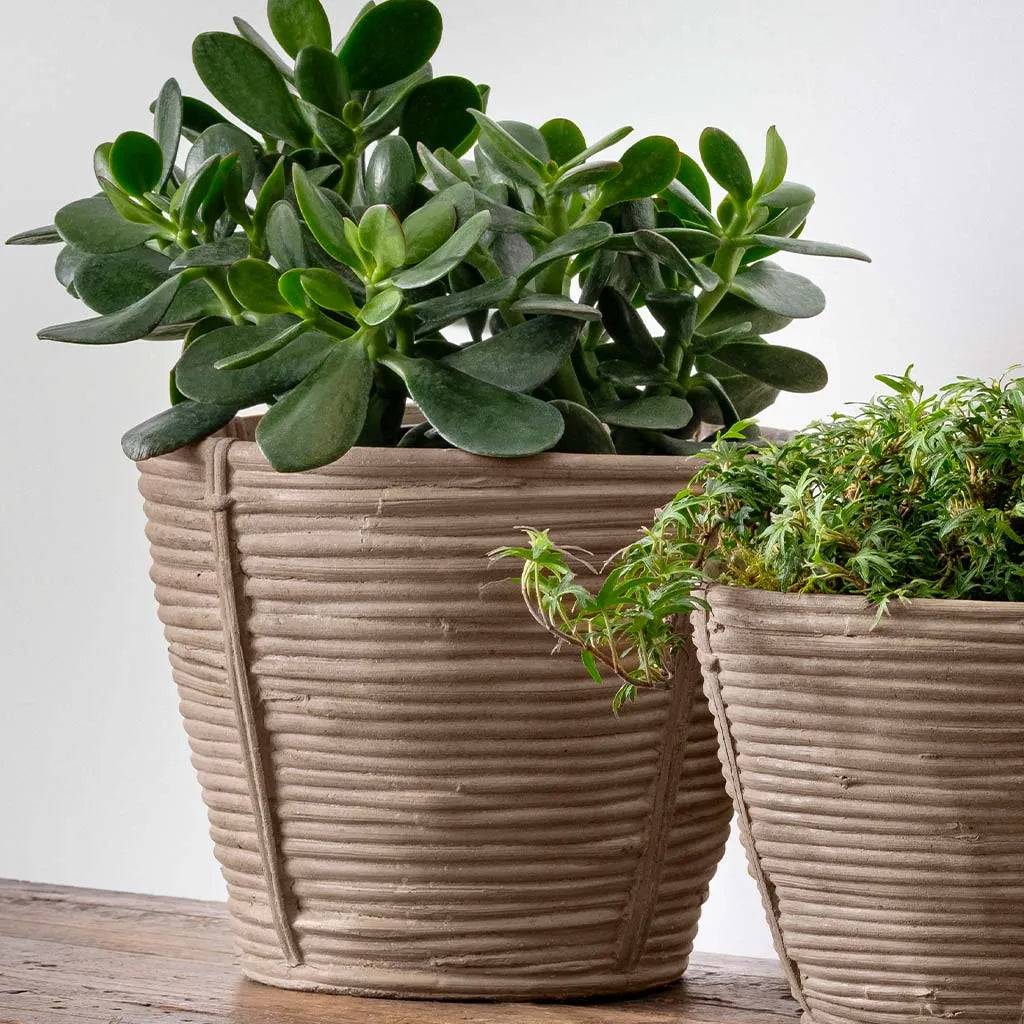 Campania Reed Planter