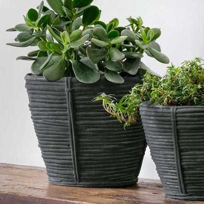 Campania Reed Planter