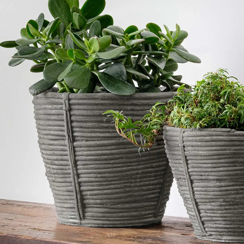 Campania Reed Planter