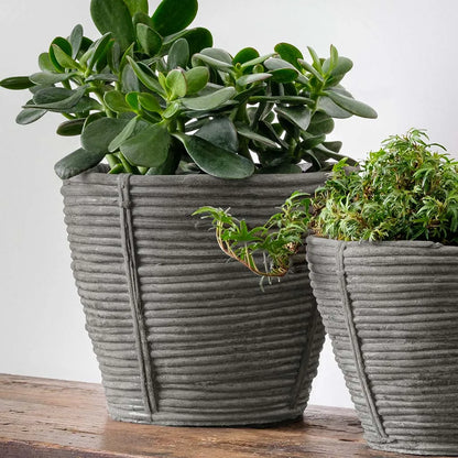 Campania Reed Planter