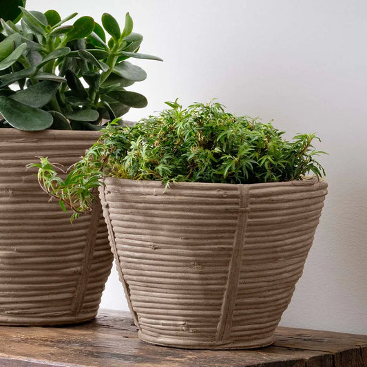 Campania Reed Planter