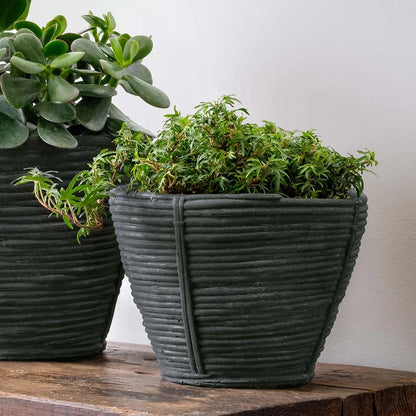 Campania Reed Planter
