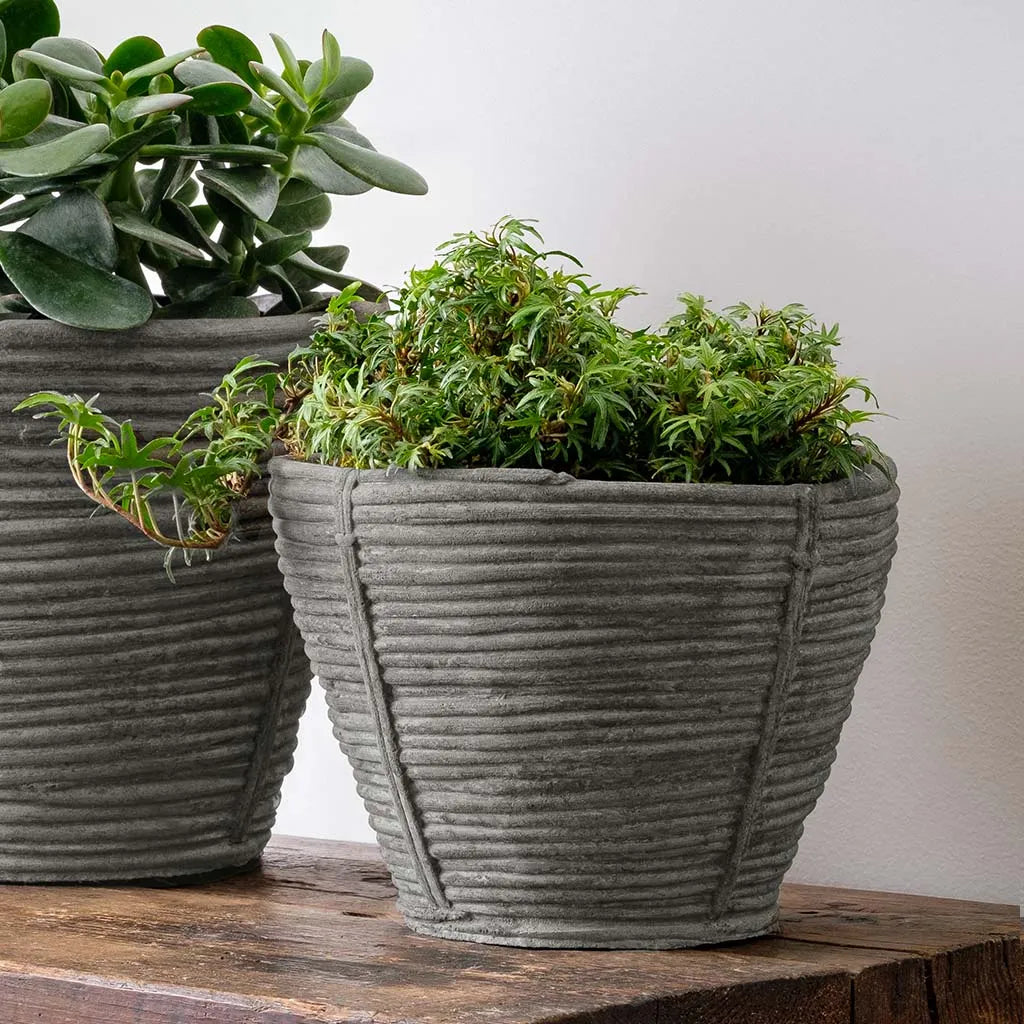 Campania Reed Planter
