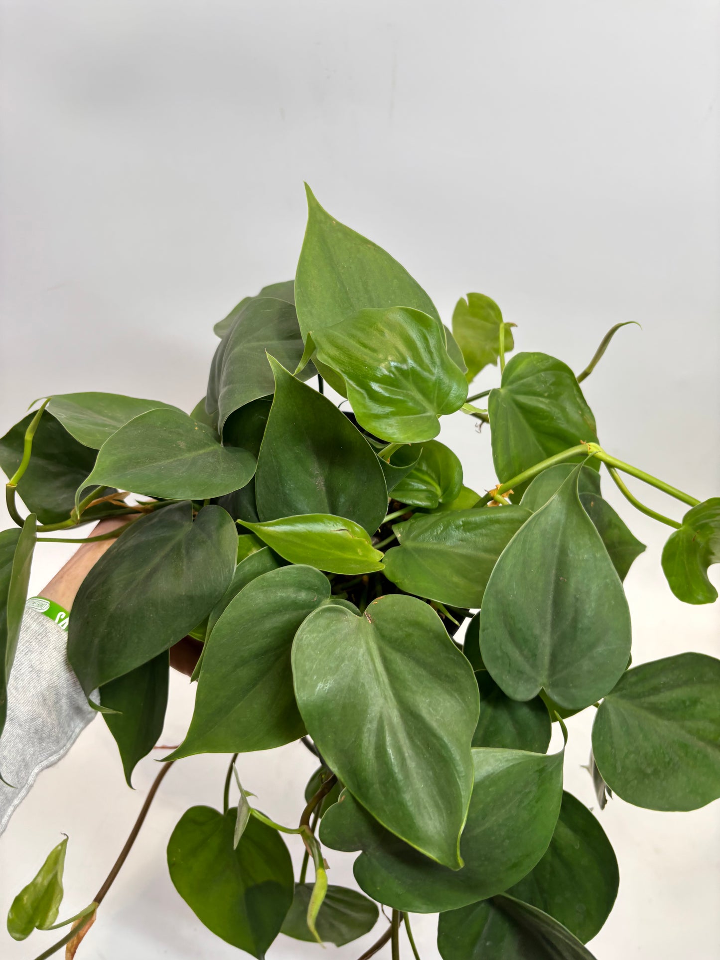 6 in. Philodendron Cordatum 'Lemon Lime' (Manatee)