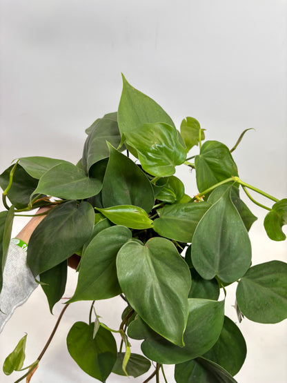 6 in. Philodendron Cordatum 'Lemon Lime' (Manatee)