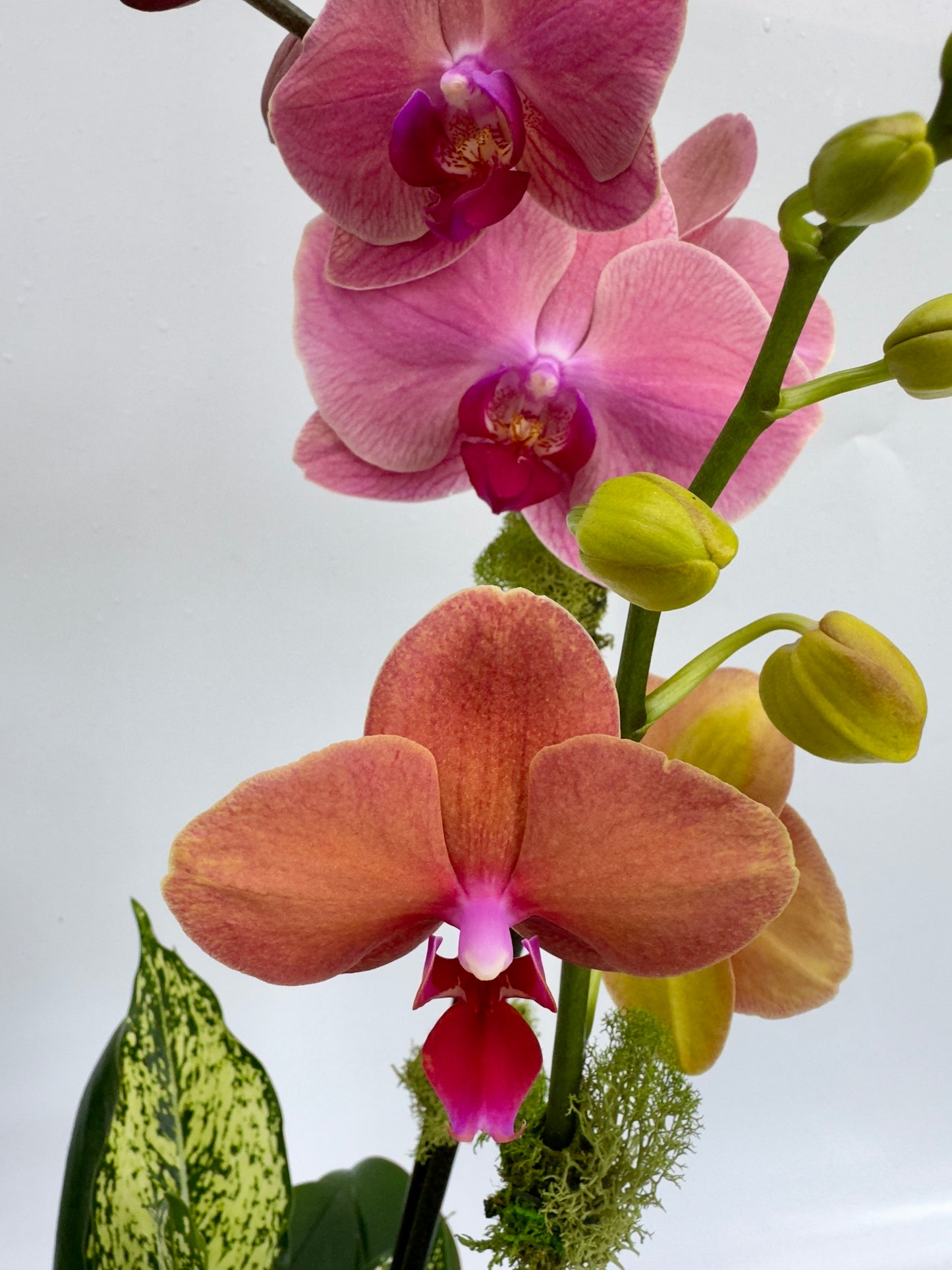 Close-up of pink and red orchids with a blurred background